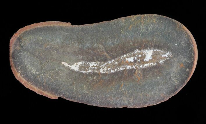 Didontogaster Fossil Worm (Pos/Neg) - Mazon Creek #70592